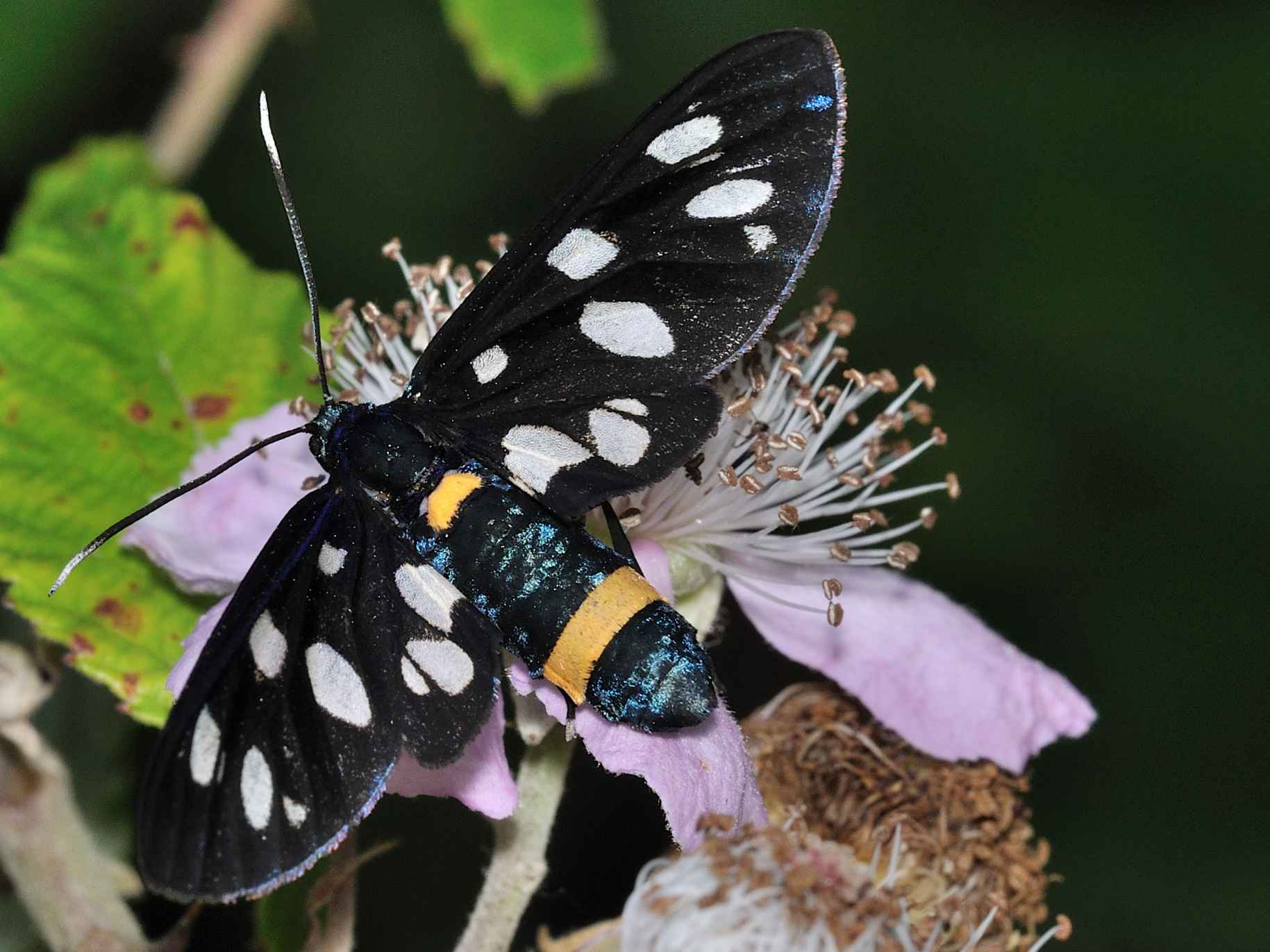 Arctiidae - Amata phegea ?